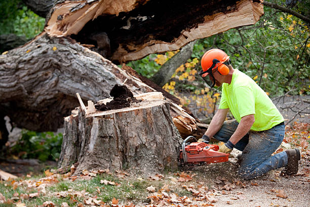 Best Professional Tree Care  in USA